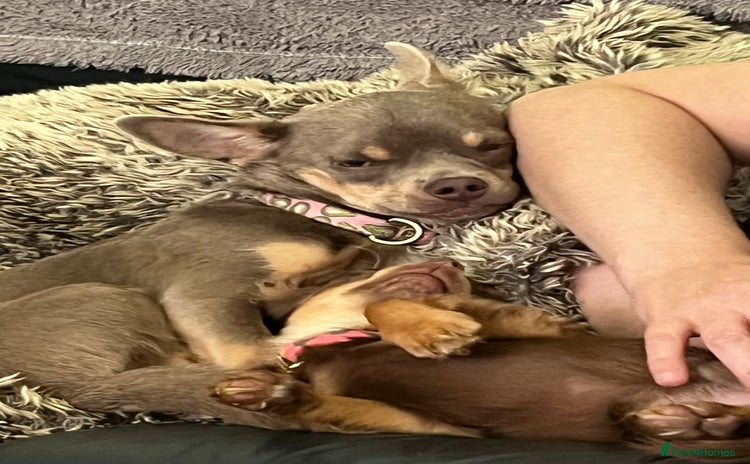 Chihuahua dogs - Advert 1