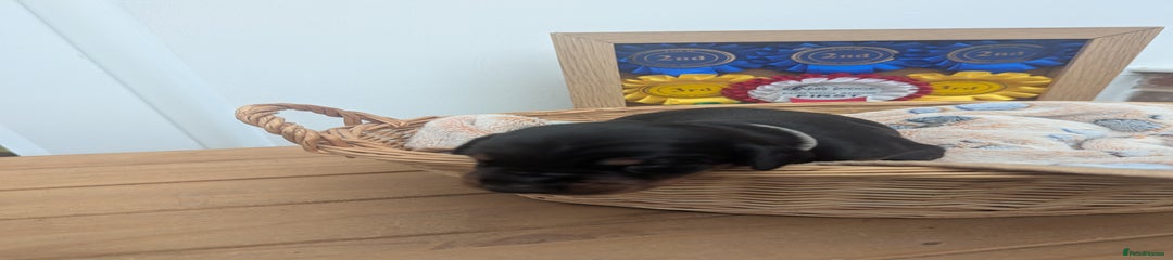 Dobermann Puppy 5