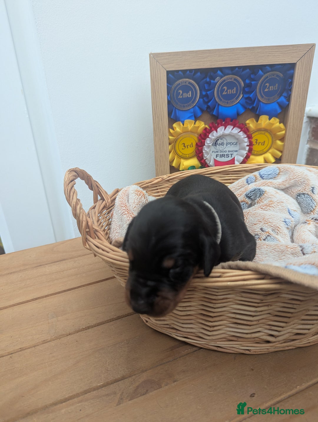 Dobermann dogs for sale: Stunning Dobermann puppies in Nottingham - Image 31