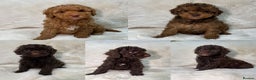 Cavapoochon dogs for sale: BEAUTIFUL CAVAPOOCHON PUPPYS HEALTH TESTED - Advert 3