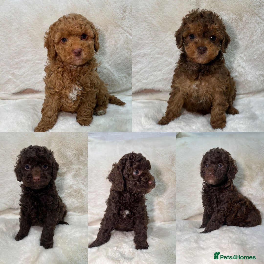 Cavapoochon dogs for sale: BEAUTIFUL CAVAPOOCHON PUPPYS HEALTH TESTED - Advert 3