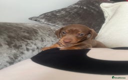 Miniature Dachshund dogs for sale: Last boy(Miniature Dachshunds)  - Image 8