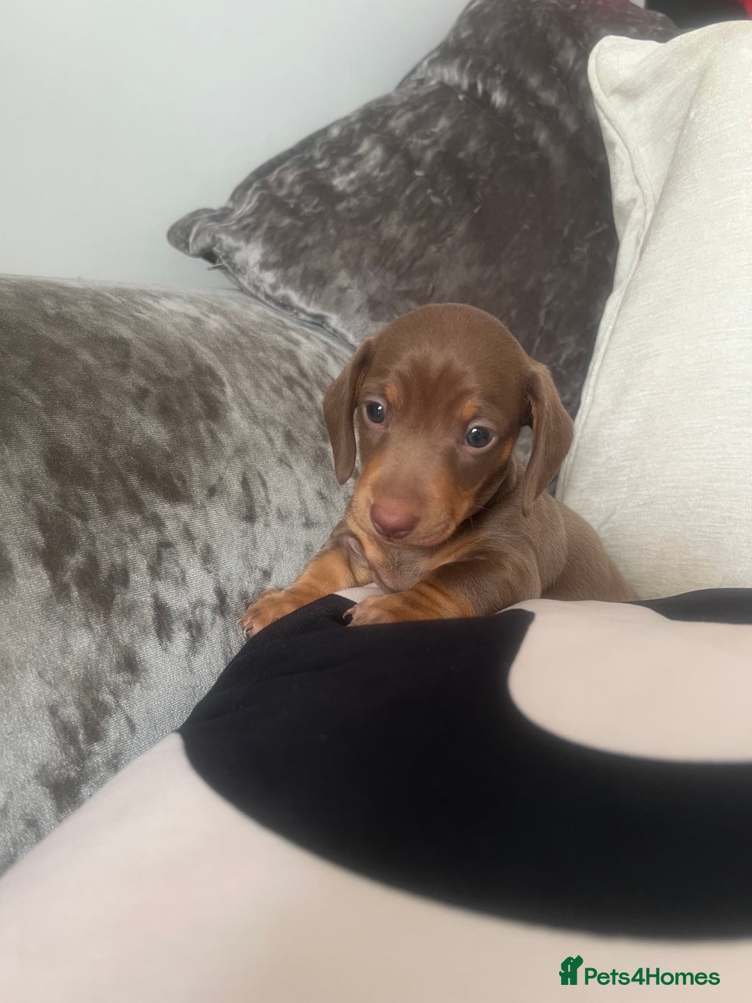 Miniature Dachshund dogs for sale: Last boy(Miniature Dachshunds)  - Image 8