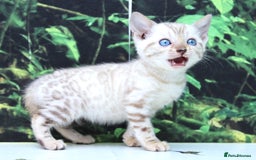 Bengal cats for sale: CUTE SNOW LYNX BENGAL KITTENS (TICA REG) - Image 5