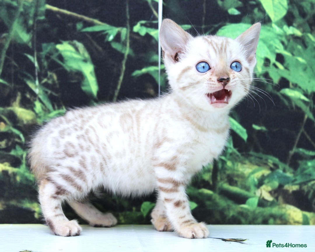 Bengal cats for sale: CUTE SNOW LYNX BENGAL KITTENS (TICA REG) - Image 5