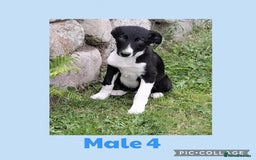 Border Collie dogs for sale: Border collie puppies  - Image 4