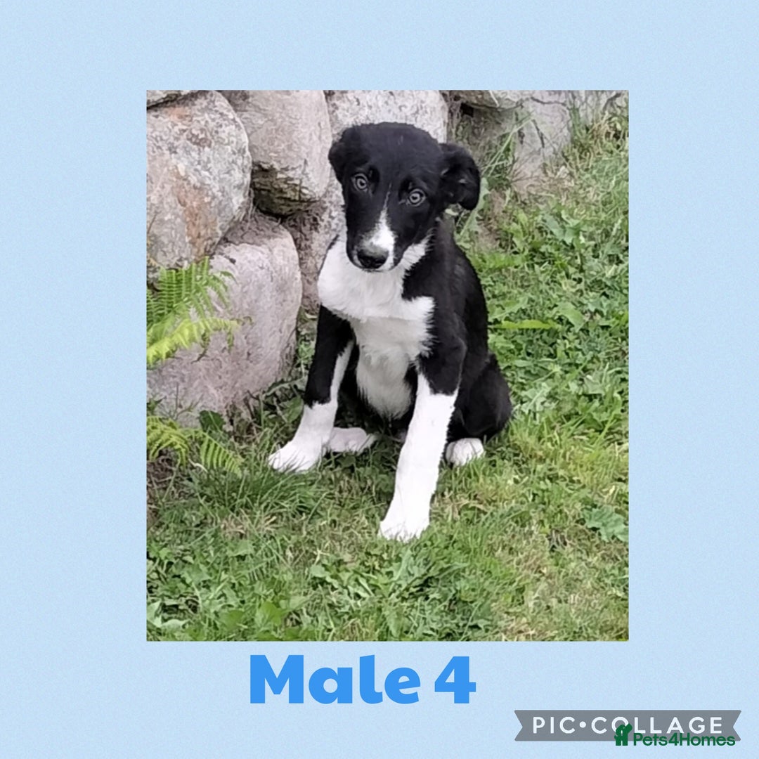 Border Collie dogs for sale: Border collie puppies  - Image 4