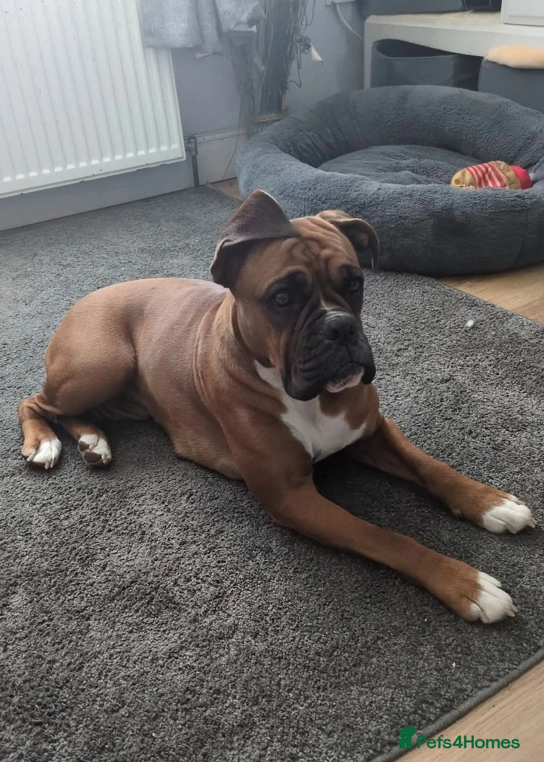 Boxer dogs for sale: Boxer puppy - Advert 5