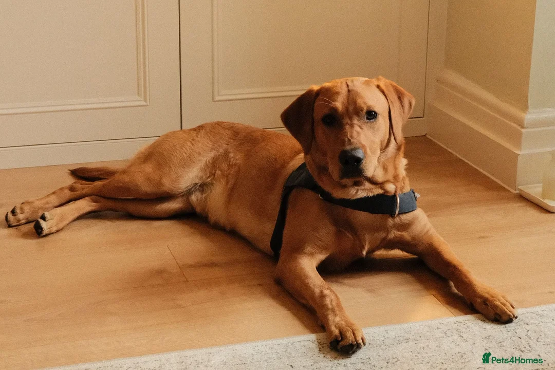 Labrador Retriever dogs for sale: Fox Red Labrador for Sale - Advert 1