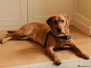 Labrador Retriever dogs Fox Red Labrador for Sale - Advert 2