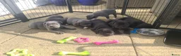 Staffordshire Bull Terrier dogs for sale: Stunning staffy's - Advert 6
