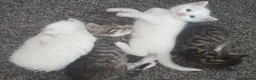 Siberian cats for sale: 4 kittens for sale - Advert 35