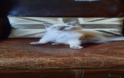 Ragdoll cats for sale: GCCF pedigree ragdoll kittens  - Image 2