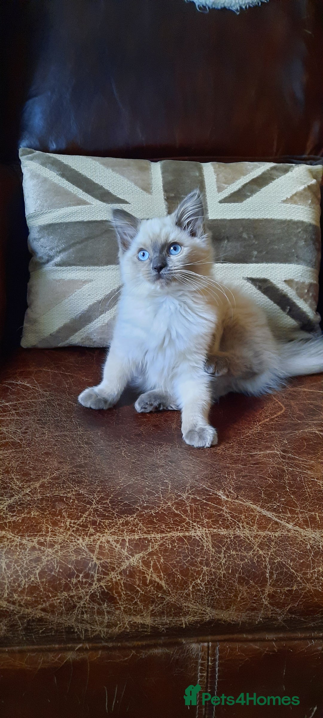Ragdoll cats for sale: GCCF pedigree ragdoll kittens  - Image 2