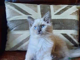 Ragdoll cats - Advert 10