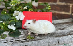 Hamster rodents for sale: Beautiful baby hamsters. Russian Dwarf and Syrian - Image 33