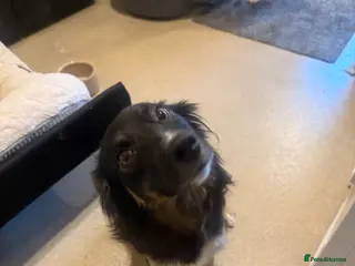 Border Collie dogs Gorgeous border collie puppies - Advert 10