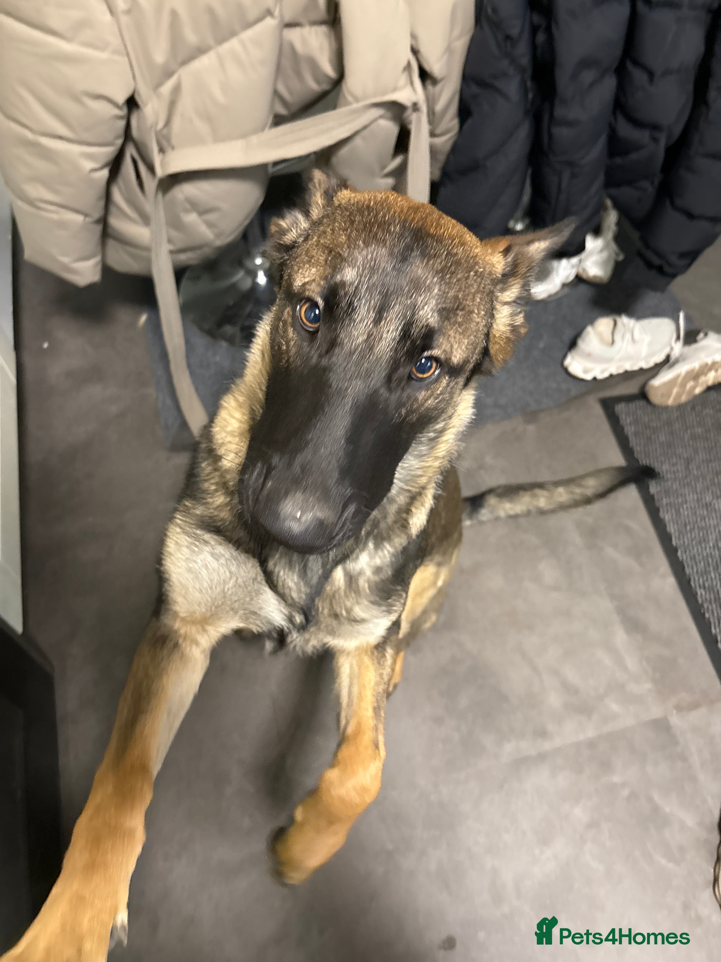 Belgian Shepherd Dog dogs Belgian Mali 9month old  - Advert 1