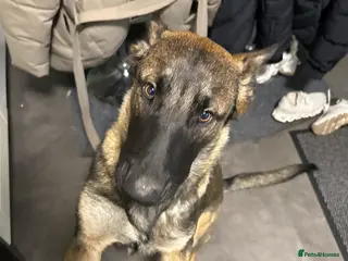 Belgian Shepherd Dog dogs Belgian Mali 9month old - Advert 2