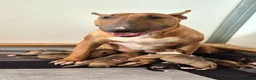 English Bull Terrier dogs for sale: EBT x MBT - Advert 1