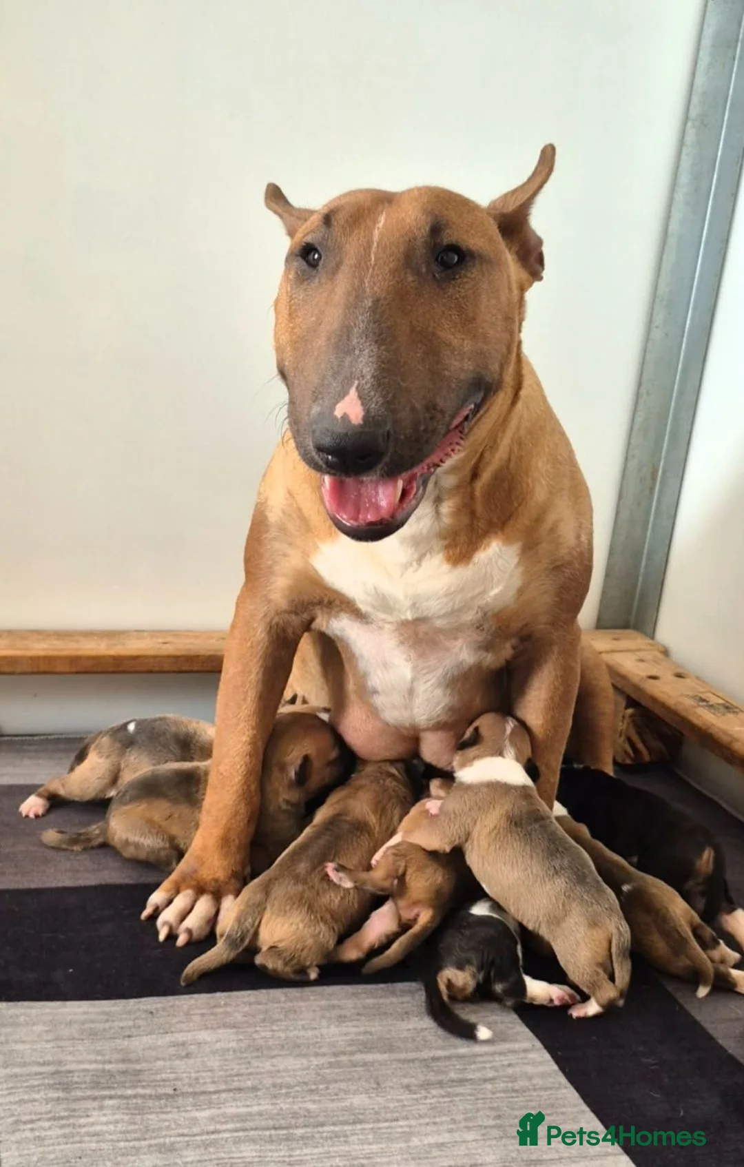 English Bull Terrier dogs for sale: EBT x MBT - Advert 1