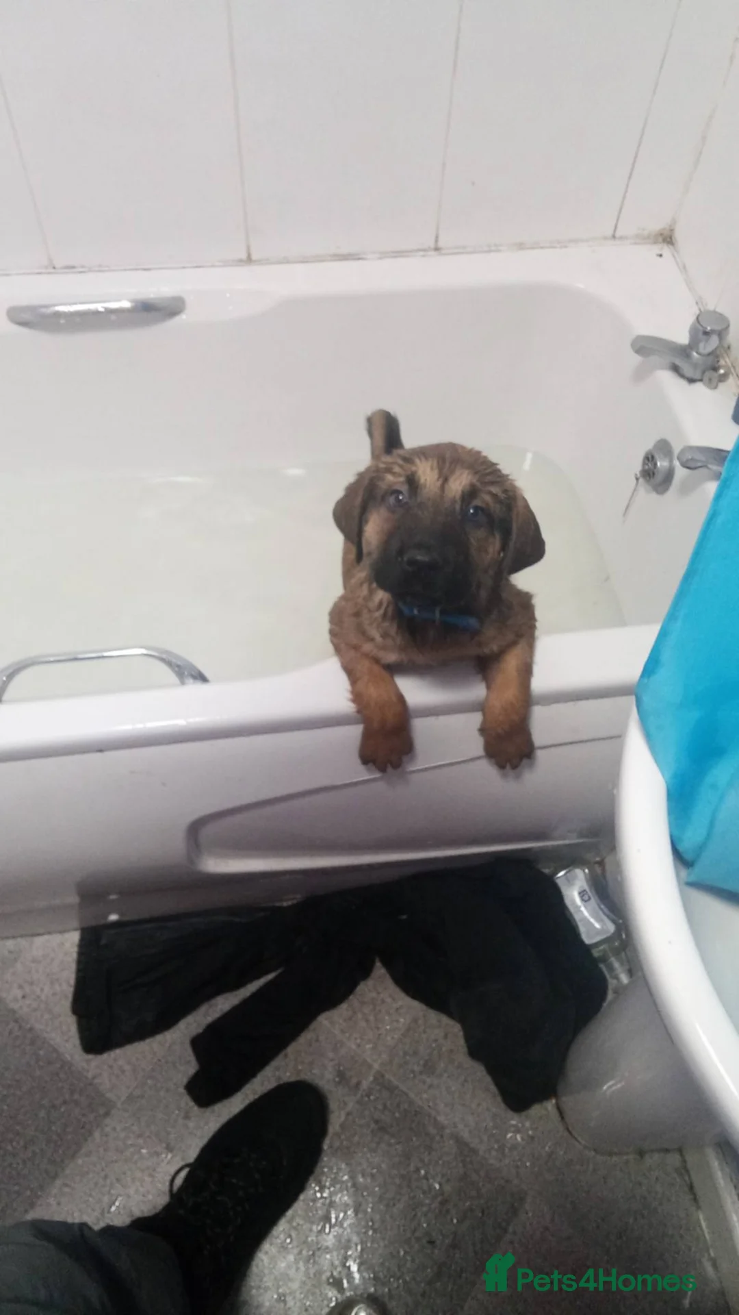 Mixed Breed dogs for sale: Caucasian shepherd cross puppies in Widnes - Advert 16