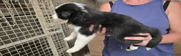 Border Collie dogs for sale: Rough coated black and white border collies pups - Advert 7