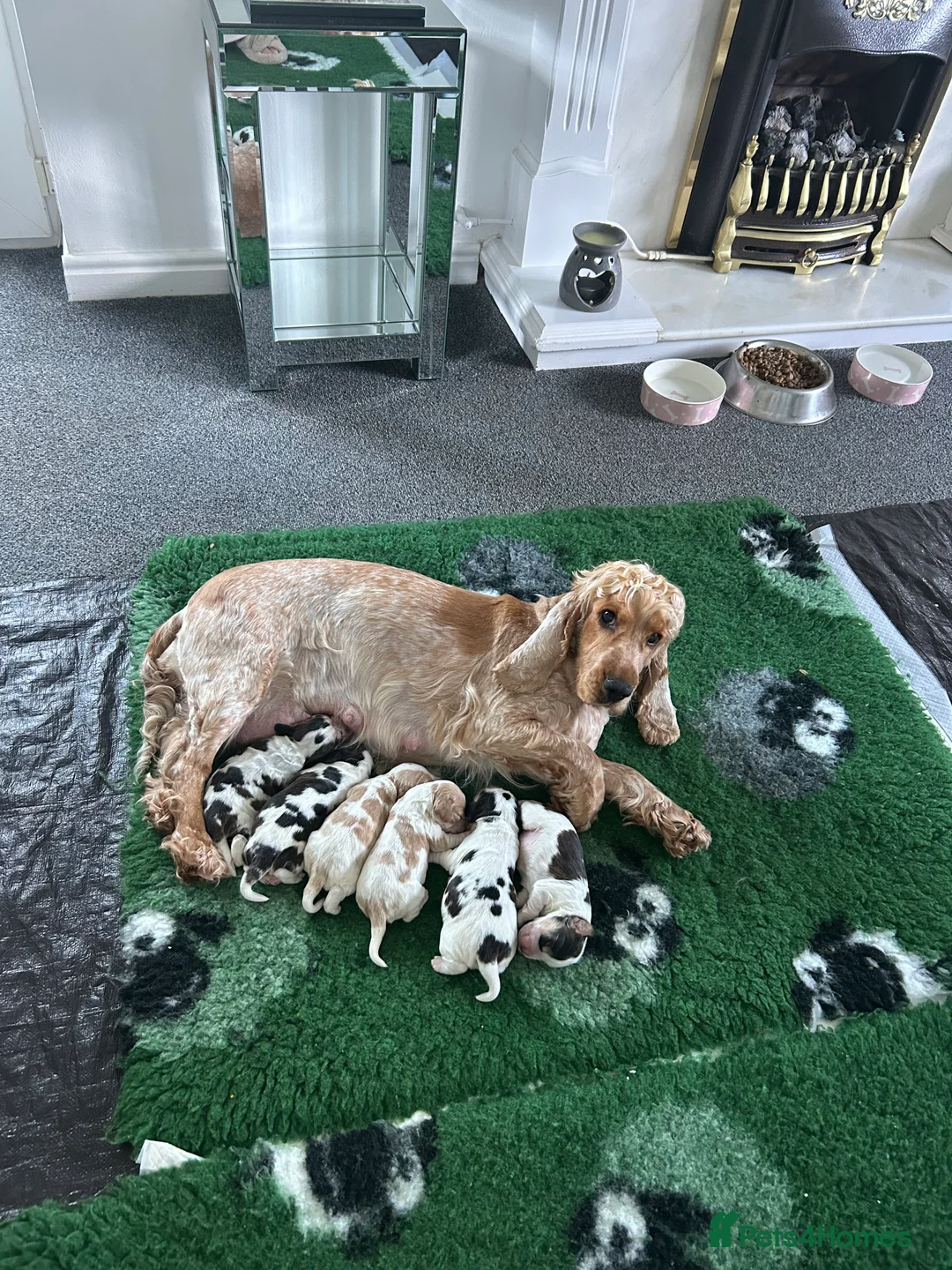 Cocker Spaniel dogs for stud: 2 PROVEN/HEALTH CLEAR KC Show Cocker Spaniels Stud in Shildon - Advert 35