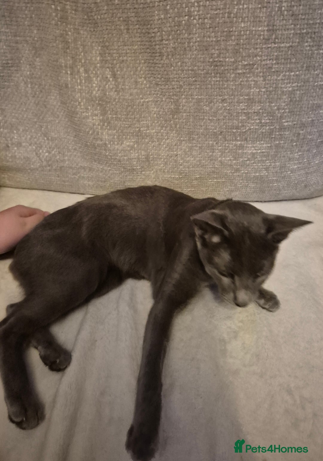 Oriental cats for sale: Beautiful blue/gray oriental kittens - Advert 8