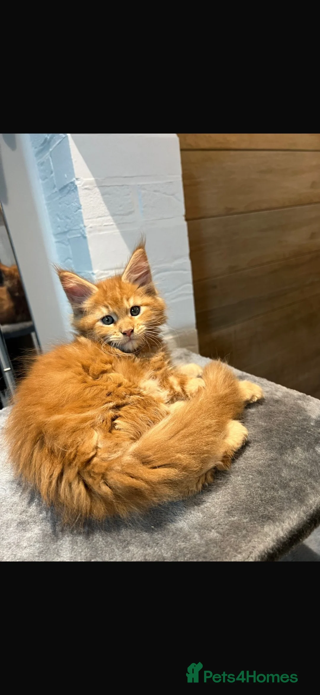 Maine Coon cats for stud: XL Cream TICA registered maine coon for stud  - Advert 12