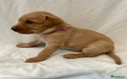 Labrador Retriever dogs for sale: Family/Working bred KC Labradors - Image 31