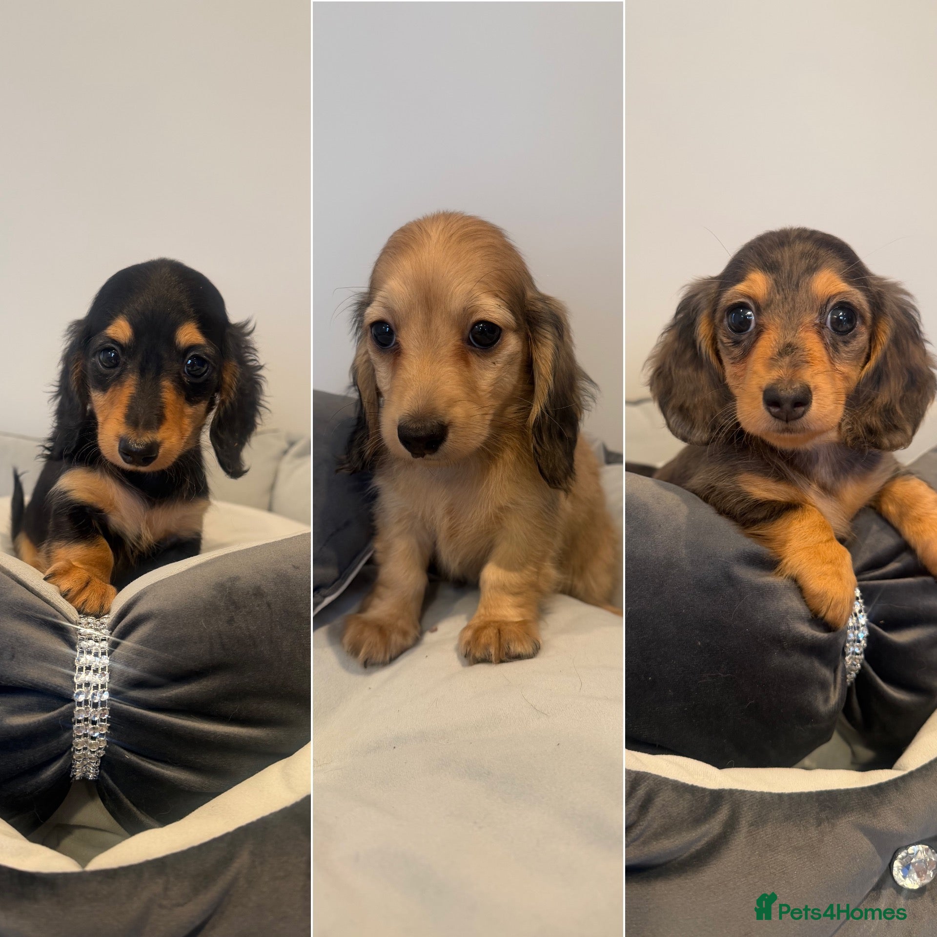Miniature Dachshund dogs Ready now KC reg puppies - Advert 3