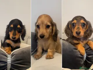 Miniature Dachshund dogs Ready now KC reg puppies - Advert 3