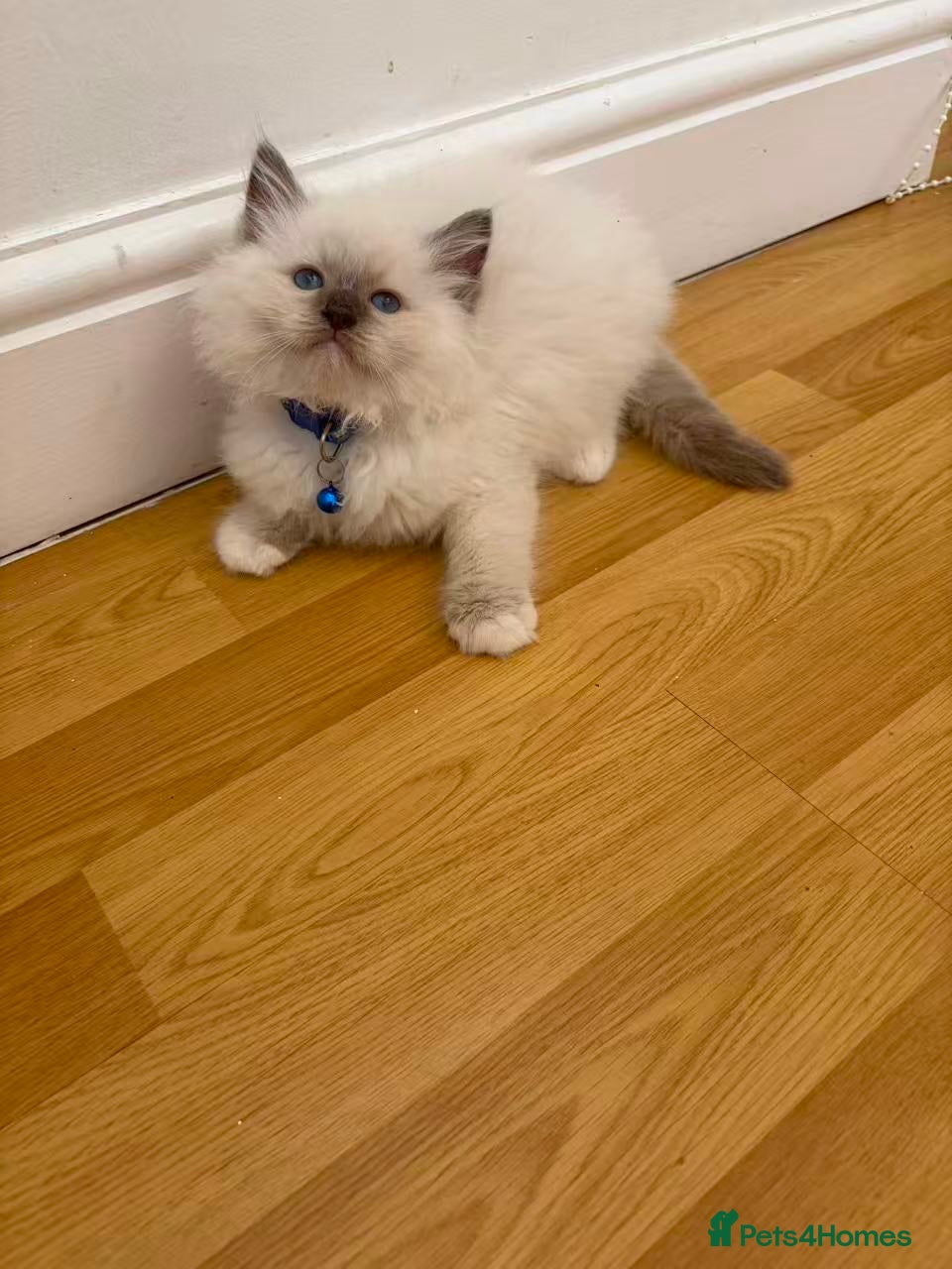 Ragdoll cats Beautiful Ragdoll cat - Advert 13
