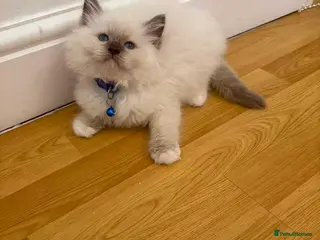 Ragdoll cats Beautiful Ragdoll cat - Advert 13