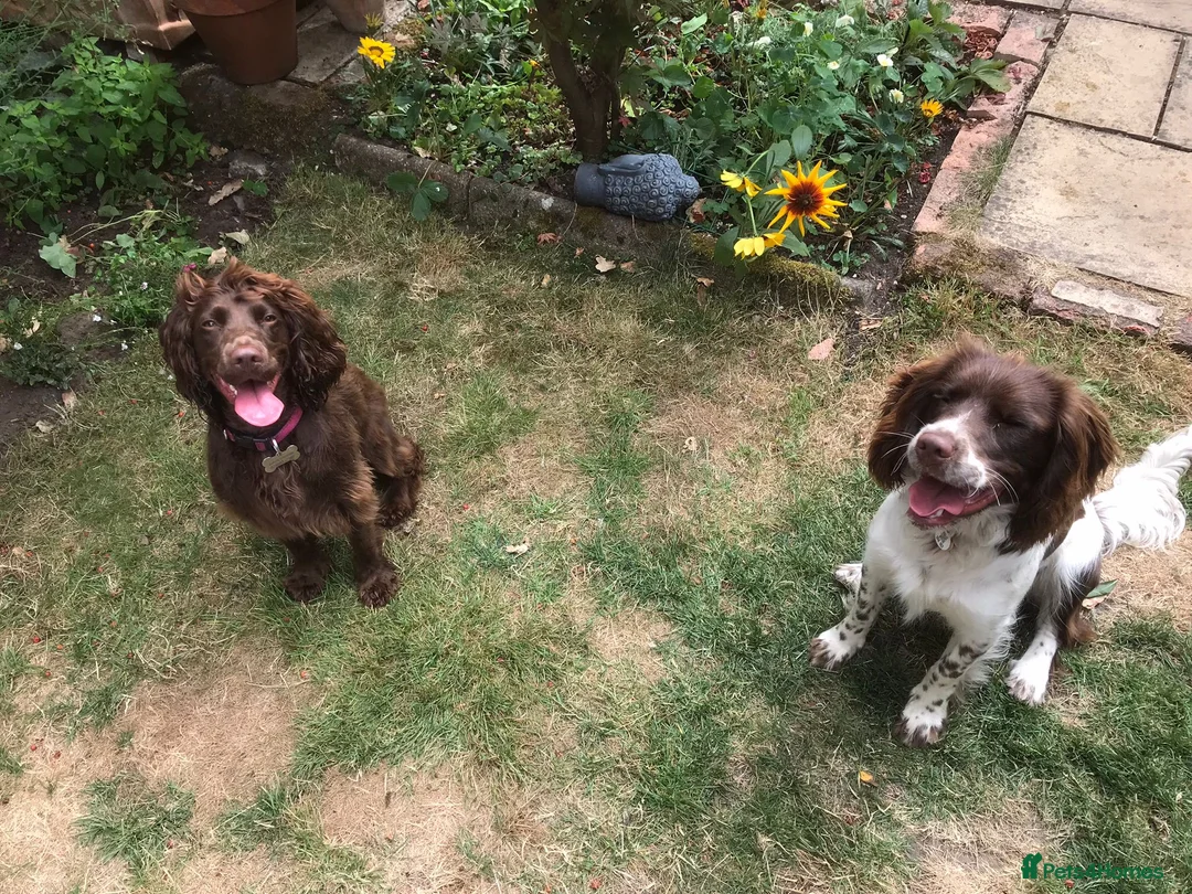 Sprocker dogs for sale: 2 Sprocker spaniel pups available for sale - Advert 15