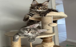 Maine Coon cats for sale: Gorgeous Pure Breed Maine Coon Kittens - Image 15