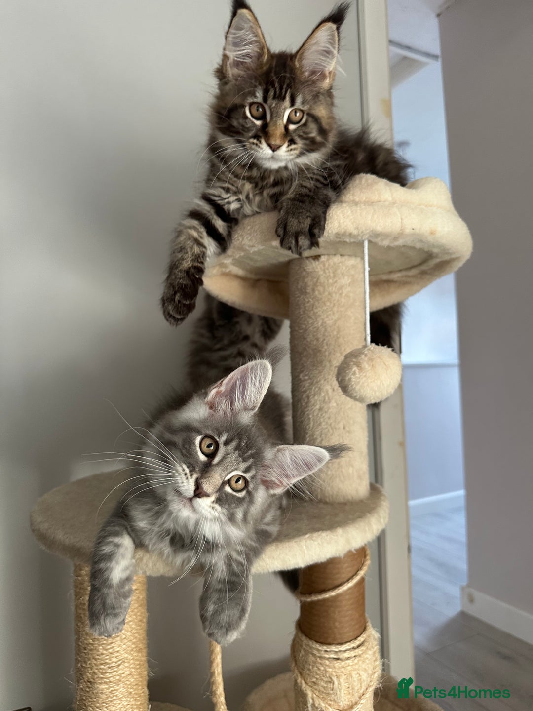 Maine Coon cats for sale: Gorgeous Pure Breed Maine Coon Kittens - Image 15