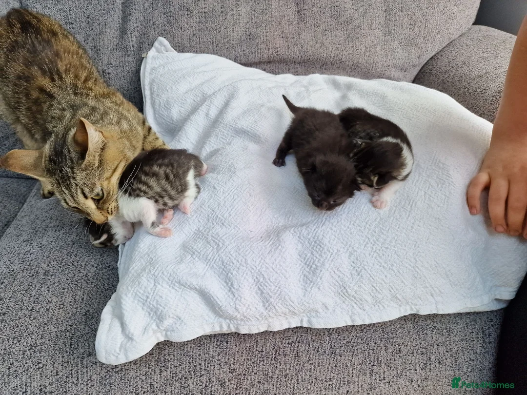 Mixed Breed cats for sale: Three mixed kittens - Advert 2
