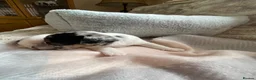 Jack Russell dogs for sale: Much Wenlock Rare Colour Jack Russell Pups Merle - Advert 32