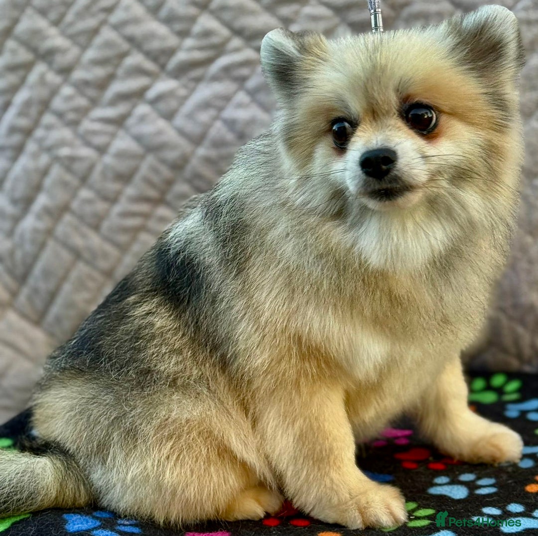 Pomeranian dogs for adoption: Teddy’s Story: The Little Heart - Image 2