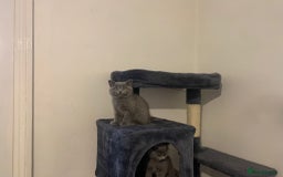 British Shorthair cats for sale: STUNNING BRITISH SHORTHAIR KITTENS  - Image 6