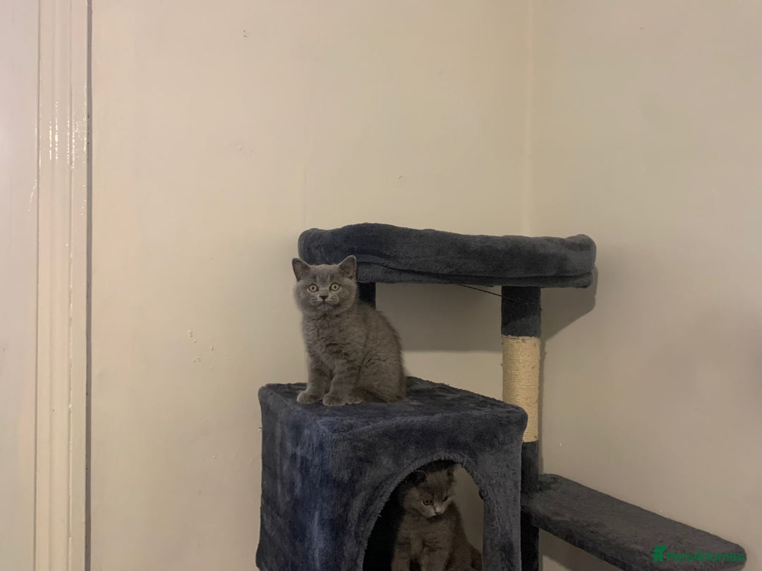 British Shorthair cats for sale: STUNNING BRITISH SHORTHAIR KITTENS  - Image 6
