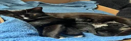 Mixed Breed cats for sale: Black and white female kittens for sale - Advert 1