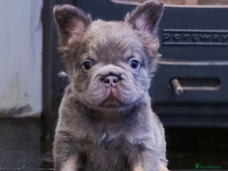 French Bulldog dogs 🐾 Exceptional French Bulldog Puppies Available 🐾 - Advert 13