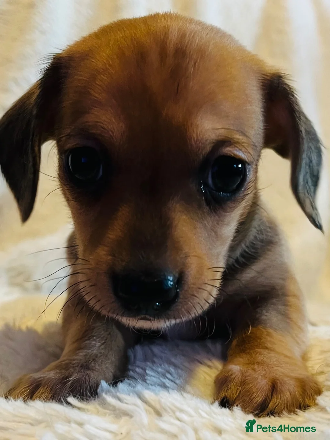 Chihuahua dogs for sale: Chihuahua X Miniature Dashund - Advert 2