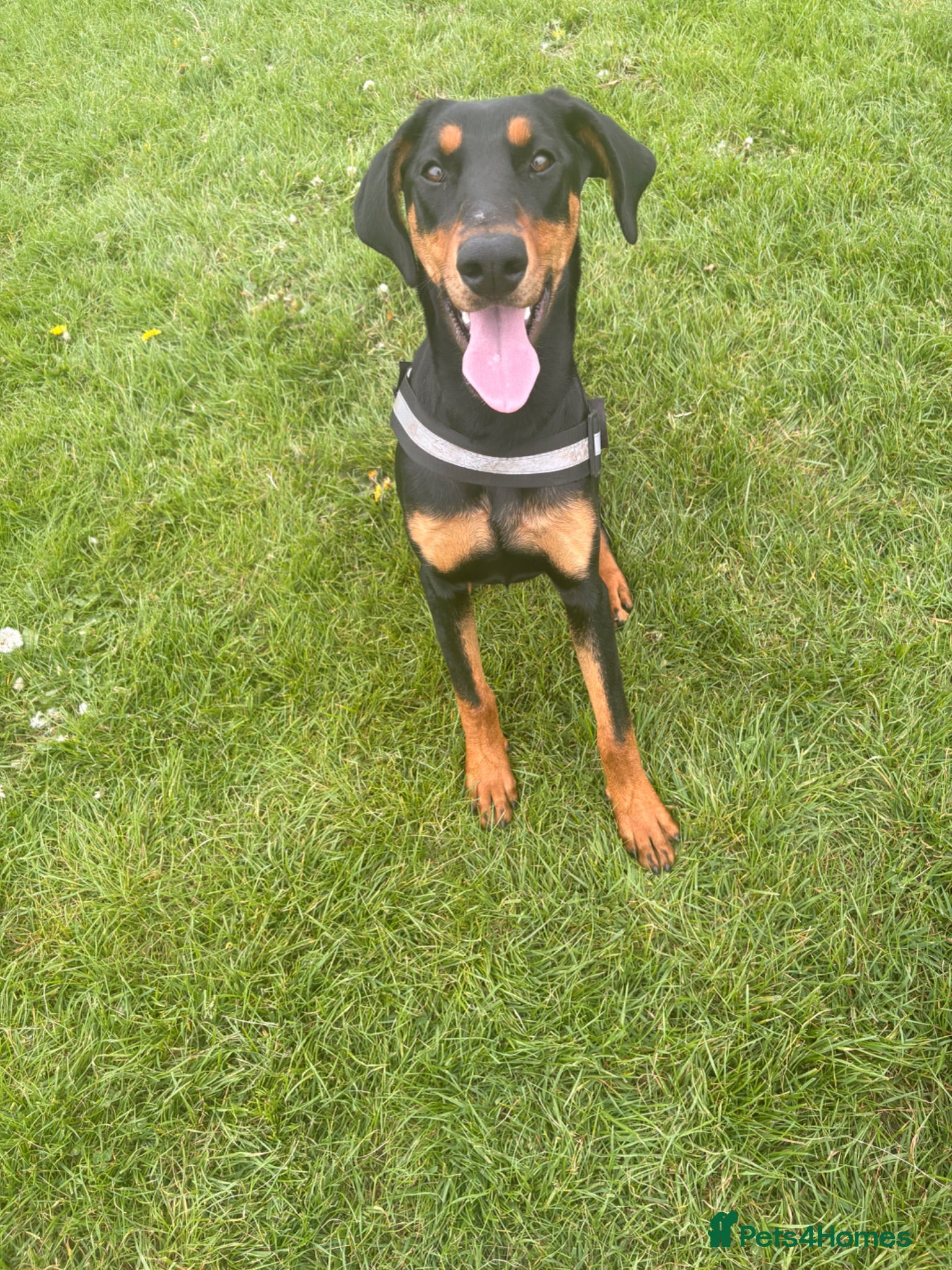 Dobermann dogs 9 month female Doberman  - Advert 7
