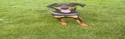 Dobermann dogs for sale: 9 month female Doberman  in Solihull - Advert 1