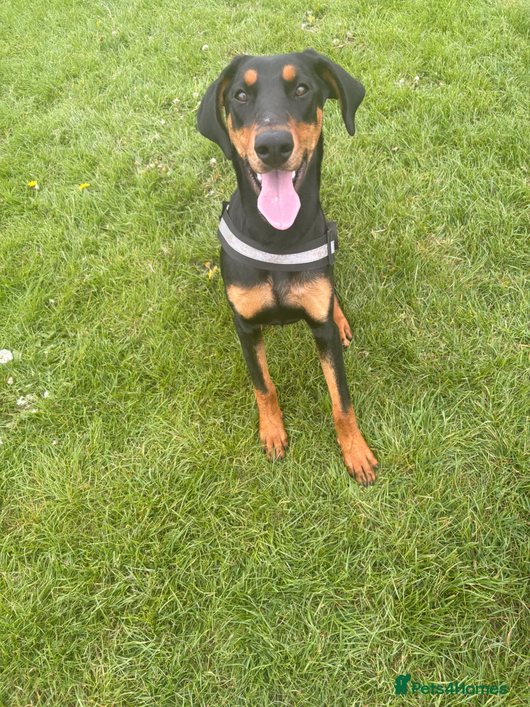 Dobermann dogs for sale: 9 month female Doberman  in Solihull - Advert 1