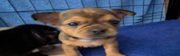Mixed Breed dogs for sale: Shih Chi X chihuahua Frenchie - Advert 3